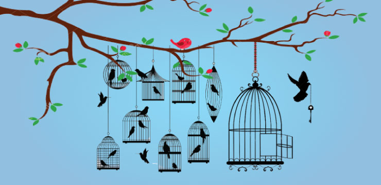 find bird cages