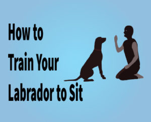 Training your Labrador to sitdown