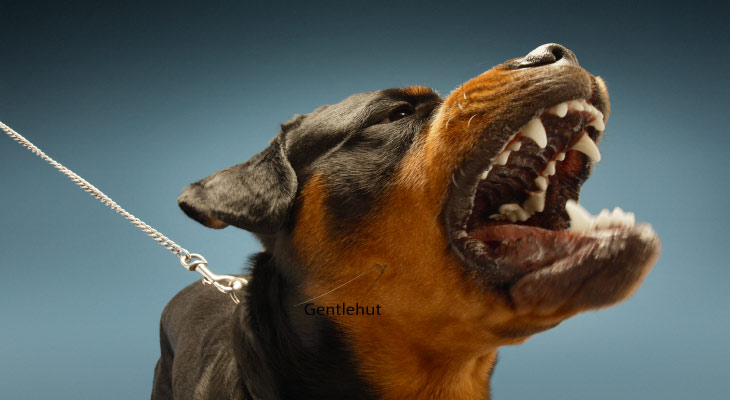 Dog Barking While Along without you